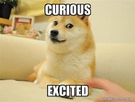 Curious Doge
